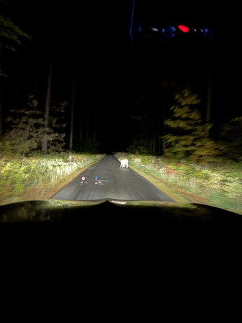 A road in the forest lit by car headlights. On the right part of the road a deer can be seen in a few meter distance. It's slightly blurry. A car headup display with navigation information can be seen in the windshield 